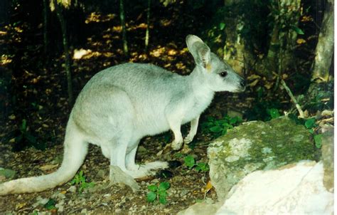 ADW: Macropus_robustus1.jpg