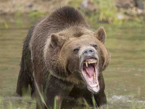 Alaska: Grizzly Bear kills hunter in attack at national park, Report ...