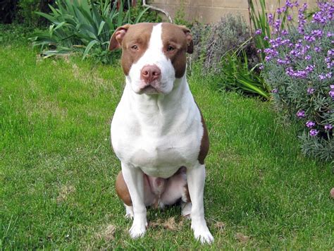 American Pitbull Terrier - Dogs breeds.