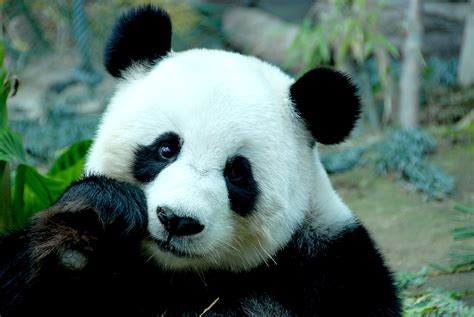 Download Animal Panda 4k Ultra HD Wallpaper