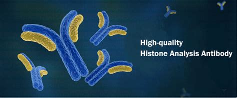 Histone Analysis Antibodies, Antibodies - Epigenetics