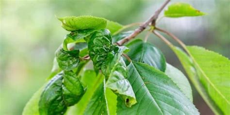 How to Fix Curled Leaves on Cherry Trees (4 Ways) – Couch to Homestead