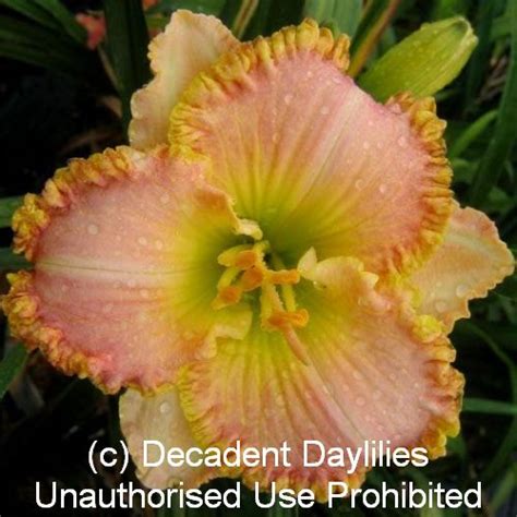 See His Glory - Decadent Daylilies Australia