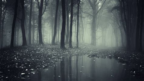 Dark Fog Forest Background 4K HD Dark Wallpapers | HD Wallpapers | ID #71230