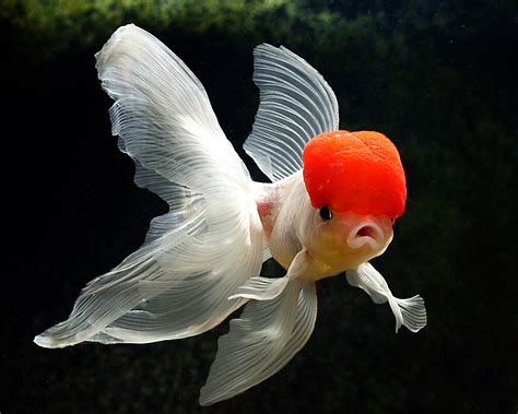 Fancy Goldfish - Life of Sea