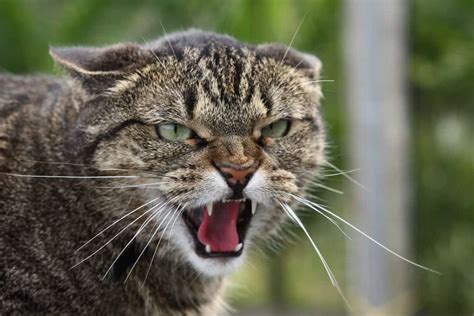 20 Of The Most Evil Cats You'll Ever See