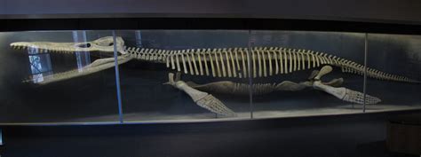 Kronosaurus Skeleton - ZooChat