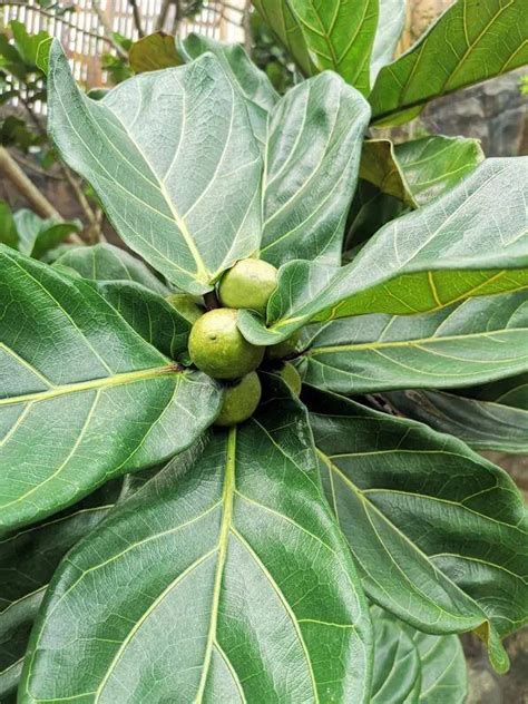 The Complete Guide to Fiddle Leaf Fig Fruit | Plant Resource