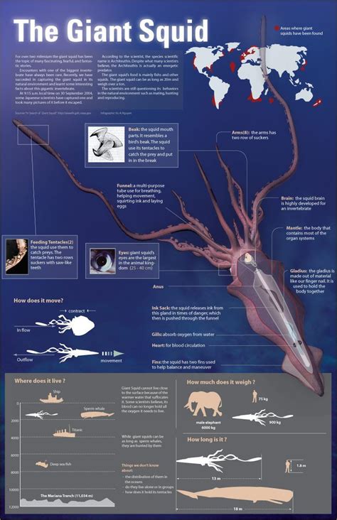 Marine biology, Giant squid, Biology