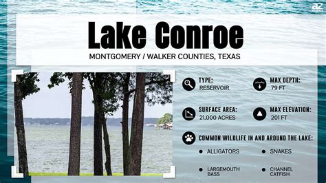 How Deep is Lake Conroe? Discover the Deepest Texas Lakes - A-Z Animals