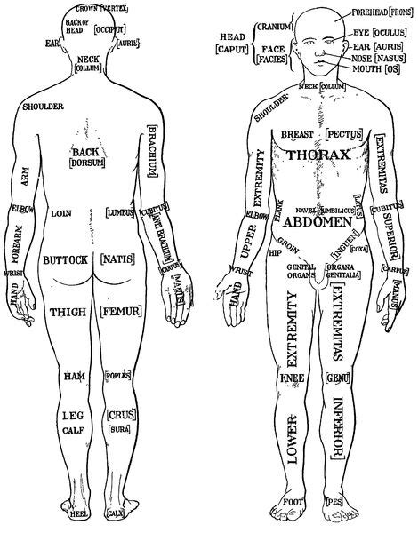 Anatomical Position Human Body : Blank Anatomical Position Diagram : Chapter One Introduction ...