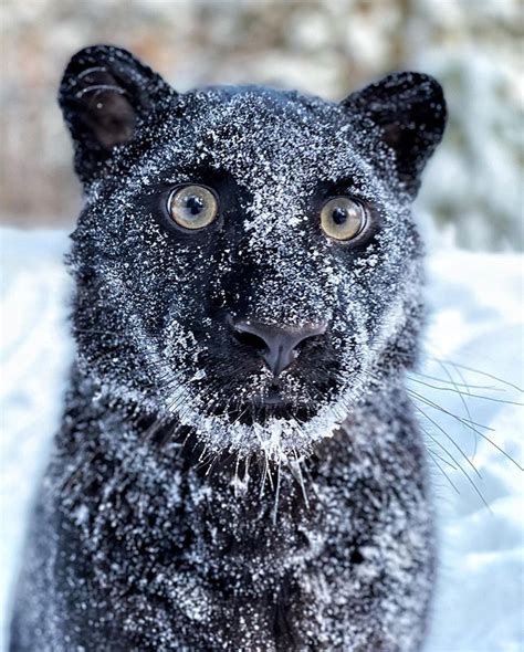 Stunning visuals of a black panther playing in the snowy woods of Siberia shared by owner