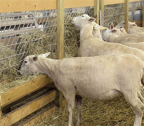 Build Your Own Feeders - Premier1Supplies Sheep Guide | Hay feeder, Goat feeder, Sheep