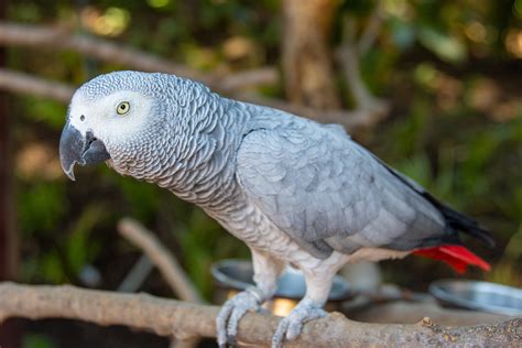 Photo of Grey Parrot Perched On Branch · Free Stock Photo