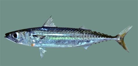 Mackerel: Characteristics,habitat, economic importance and more...