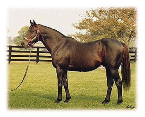 Triple Crown winner- Seattle Slew 1977 | Horses, Racehorse, Beautiful horses