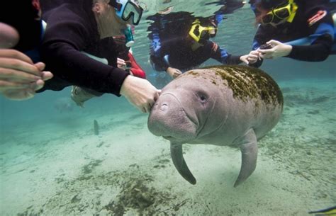 Fed Agency Under Fire for Manatee Interaction - Kobee Manatee