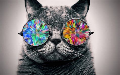 Glasses Cat Galaxy Wallpapers - Top Free Glasses Cat Galaxy Backgrounds - WallpaperAccess