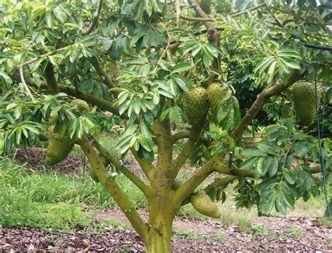 Annona muricata, guanábana soursop live tree fruit plants 5 to 12 ...