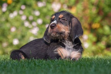 Otterhound Dog Breed Information and Characteristics