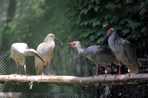 A remarkable comeback: The captive breeding program of crested ibis - CGTN