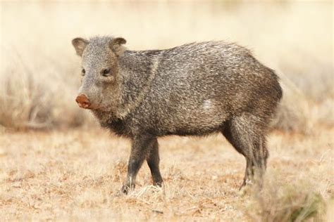 Photograph of Javelina