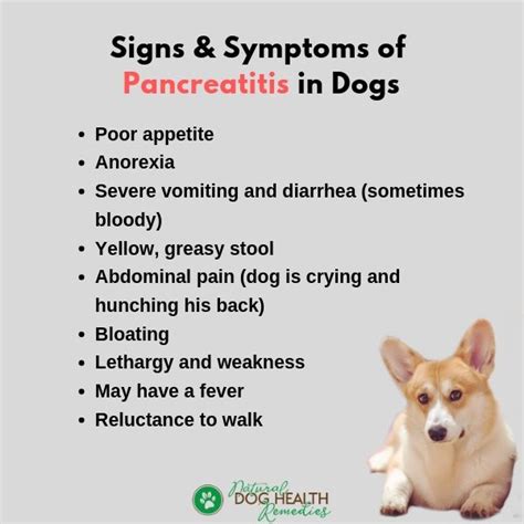 Pancreatitis in Dogs - Symptoms, Causes and Treatment