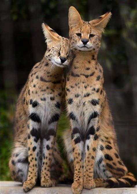 Photos That Say More Than Just a Thousand Words | Beautiful cats, Pretty animals, Cute wild animals