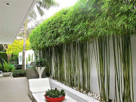 10 Bamboo Landscaping Ideas - Garden Lovers Club | Modern garden ...