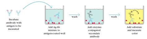 ELISA : Principle, Procedure, Types, Applications and Animation | LaboratoryInfo.com