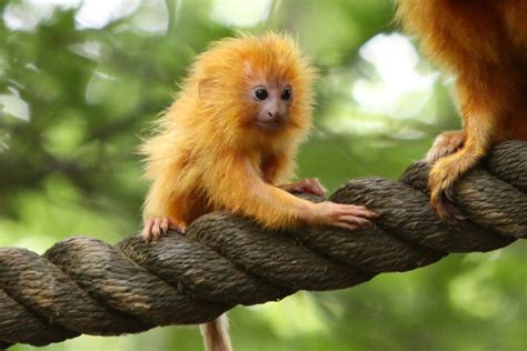 Golden Lion Tamarin Habitat - Facts about Golden Lion Tamarins