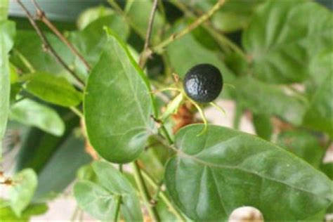 How to plant Jasmine seeds - The Plant Aide