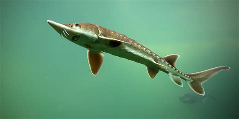 Lake Sturgeon | National Wildlife Federation