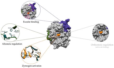 IJMS | Free Full-Text | Regulation of Peptidase Activity beyond the ...