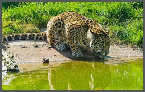 Captivating Facts About the Food Jaguars Eat and Their Habitat ...