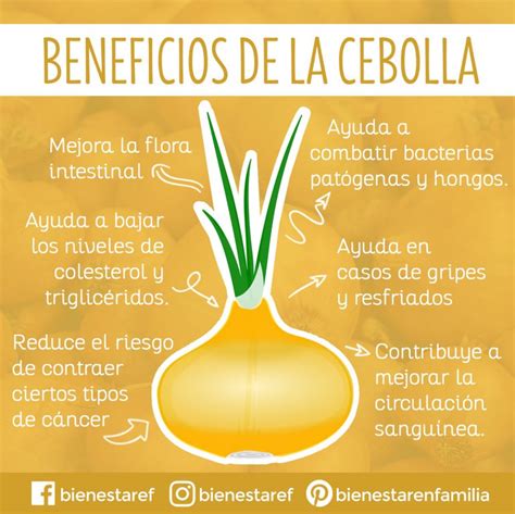 En qué me puede beneficiar comer cebolla? | Bienestar en Familia