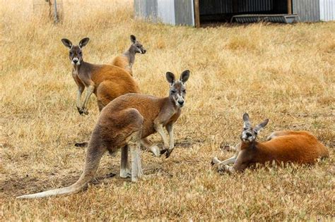 Kangaroo Island Wildlife Park