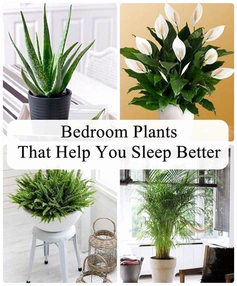 What Are The Best Indoor Plants For A Bedroom