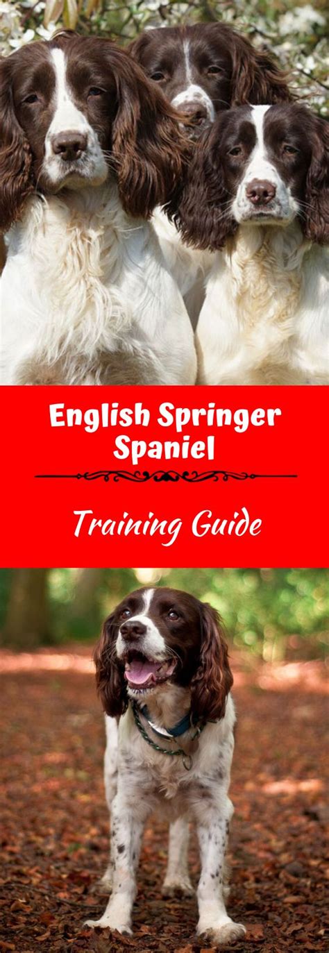 English Springer Spaniel Training Guide | Our Deer | English springer ...