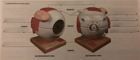 extrinsic eye muscles Diagram | Quizlet