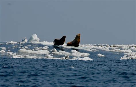 Arctic ice loss exposes sea mammals to deadly virus | Earth | EarthSky