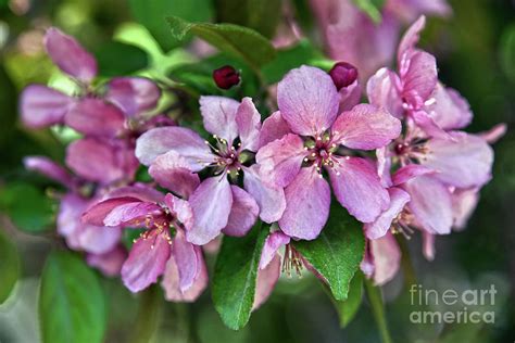 Pink Crabapple Blossoms Photograph by Catherine Sherman | Fine Art America