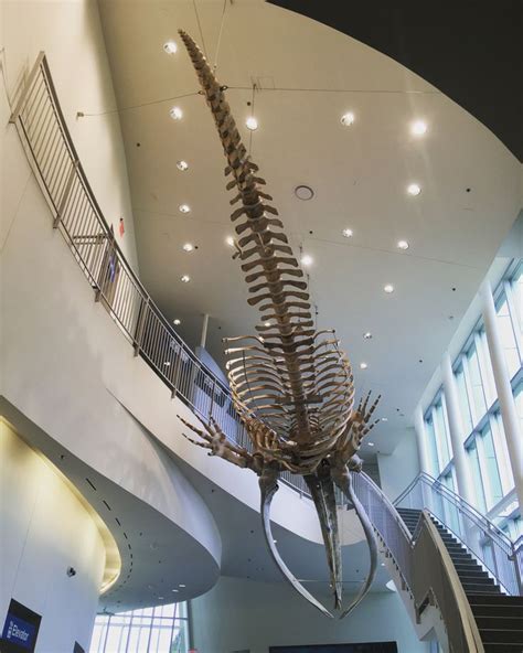 Bowhead whale skeleton in 2022 | History museum, Natural history, Museum