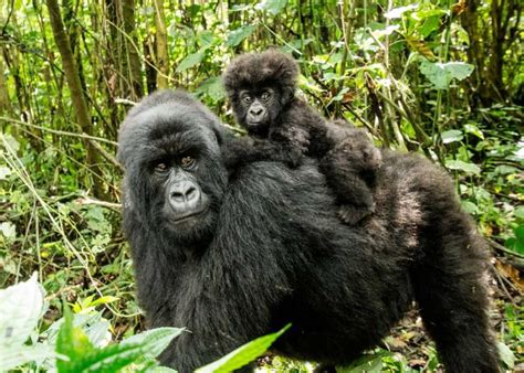 19 Amazing Facts About Uganda Mountain Gorillas (Silverback, Baby ...