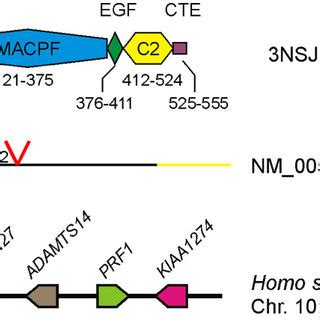 (PDF) Perforin evolved from a gene duplication of MPEG1, followed by a complex pattern of gene ...