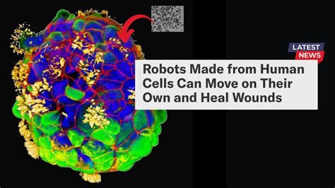 Scientists build tiny biological robots from human cells | Anthrobots ...