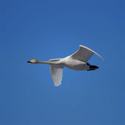 Whooper Swan Flying Photograph by Markus Varneslahti | Fine Art America