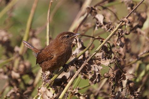 Juvenile Wren (Troglodytes troglodytes),... © Mike Pennington cc-by-sa/2.0 :: Geograph Britain ...