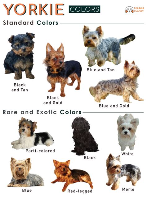 Yorkie Colors – Info with Pictures