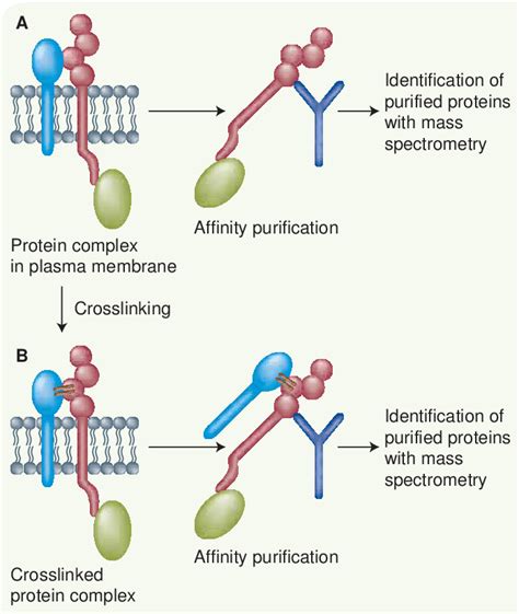 Strategies to identify the components of protein complexes. (A) The... | Download Scientific Diagram